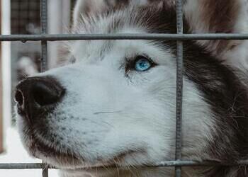 Métiers de la protection des animaux :