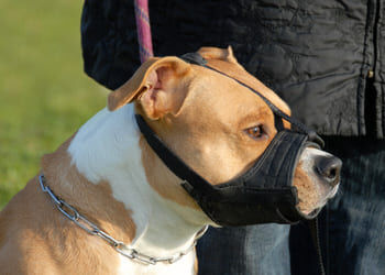 Les règles pour détenir un chien de