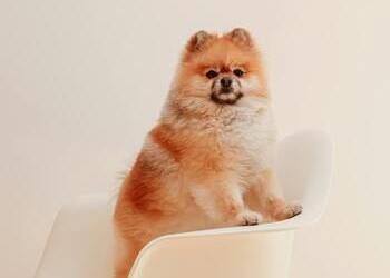 Quelles seront les races de chiens