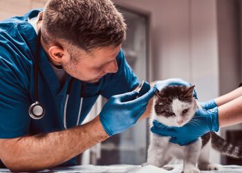 Formation � distance : immersion dans le