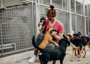 La Soci�t� Protectrice des Animaux (SPA)