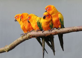 Quels sont les NAC les plus adopt�s en