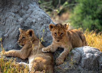 M�tiers avec les animaux sauvages pour