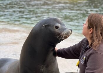 Nouveaux tutos fiches esp�ces : on �tait