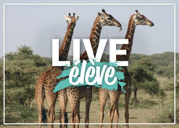 Devenir soigneur animalier : le Live �