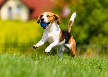 Chien difficile � dresser : les 5 races