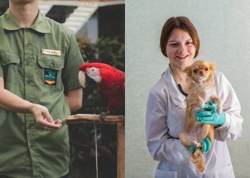 Soigneur et auxiliaire v&eacute;to : une double