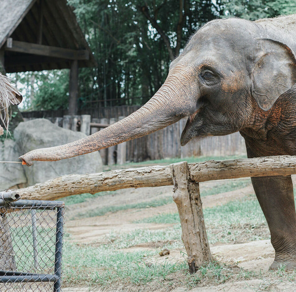 D�bouch�s de la formation pour devenir Soigneur Animalier