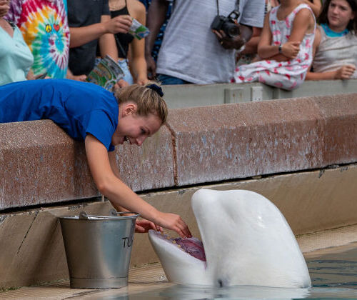 D�bouch�s de la formation pour devenir Soigneur Animalier