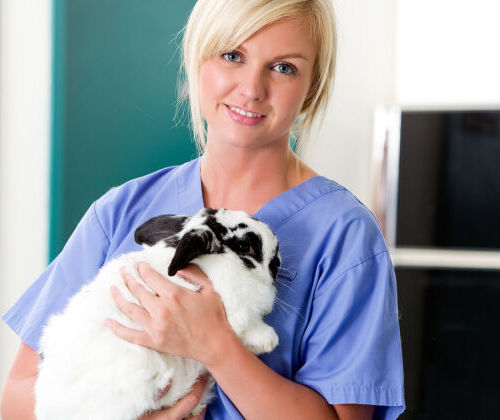 D�bouch�s de la formation Auxiliaire V�t�rinaire �chelon 3