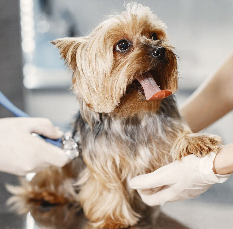 Modalit�s pratiques d'EFM M�tiers Animaliers