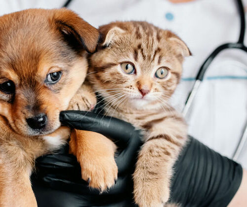 Modalités pratiques d'EFM Métiers Animaliers