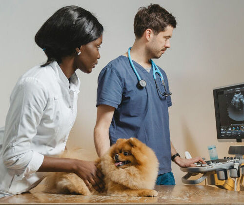 Finalit�s de la formation Auxiliaire de Sant� Animale