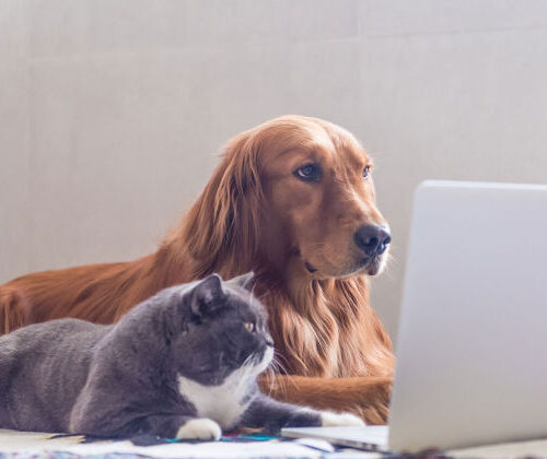 Modalités pratiques de la formation Éducateur Comportementaliste