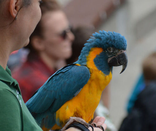 Modalités pratiques de la formation de Soigneur