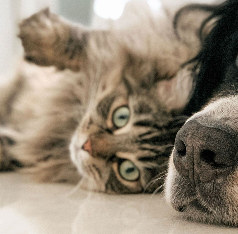 Modalités Pratiques de la Formation d'Éleveur Canin Félin