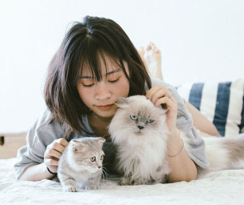 Modalités Pratiques de la Formation d'Éleveur Canin Félin