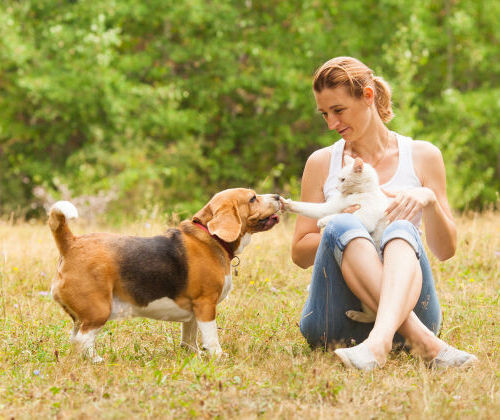 Finalités de la formation Éducateur Comportementaliste