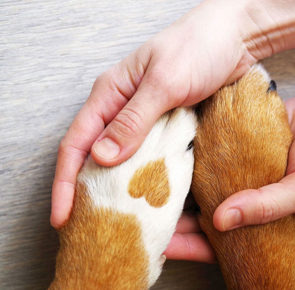 D�bouch�s de la formation �ducateur Comportementaliste Animalier