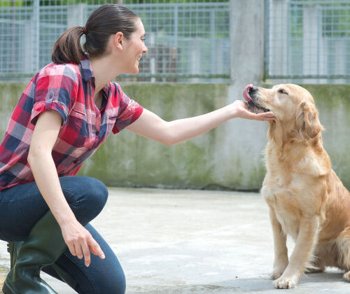 D�bouch�s de la formation �ducateur Comportementaliste Animalier