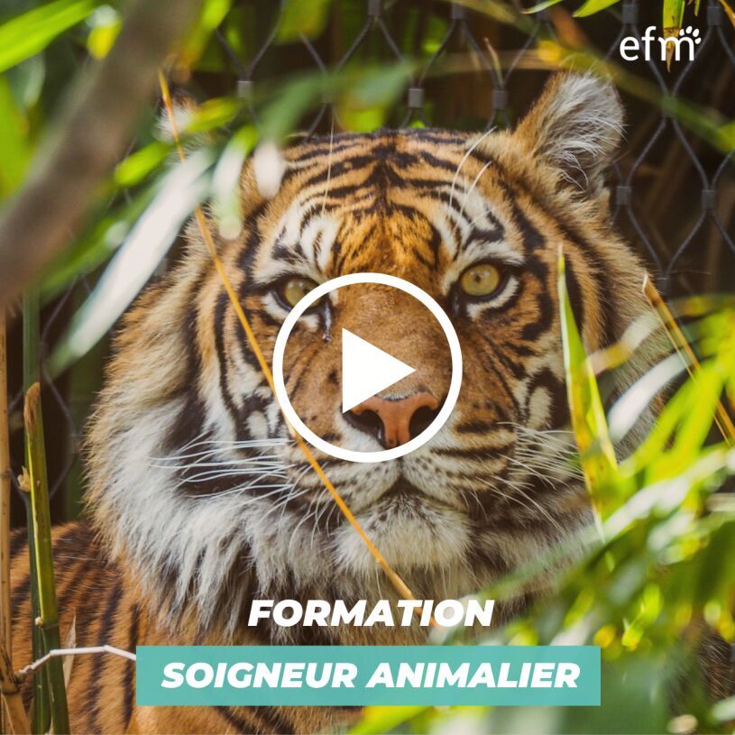 Vid�o Pr�sentation Formation Soigneur Animalier