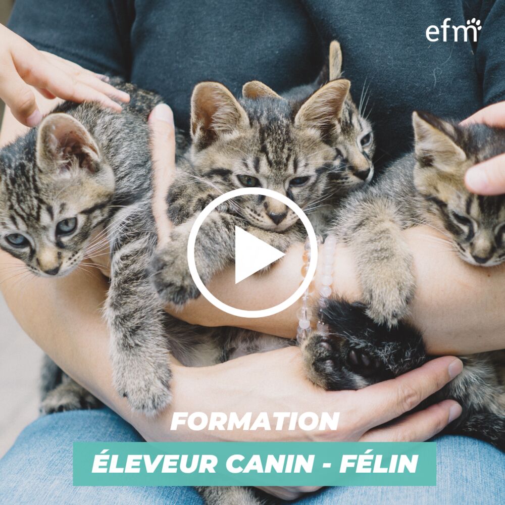 Vidéo Présentation Formation Éleveur Canin Félin