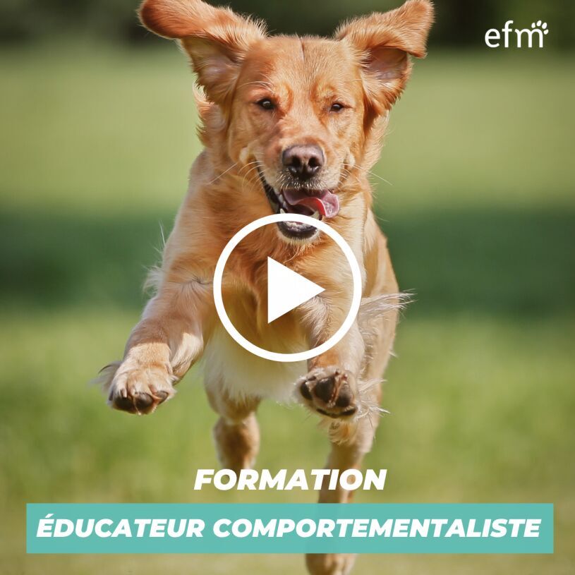Vid�o Pr�sentation Formation �ducateur Comportementaliste