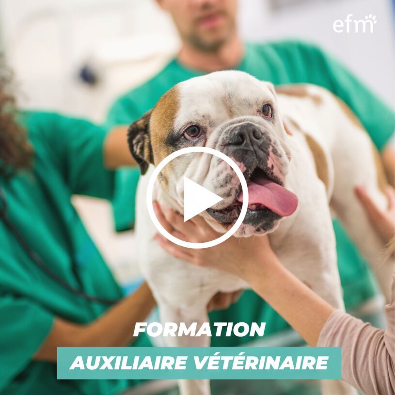 Vid�o Pr�sentation Formation Auxiliaire V�t�rinaire