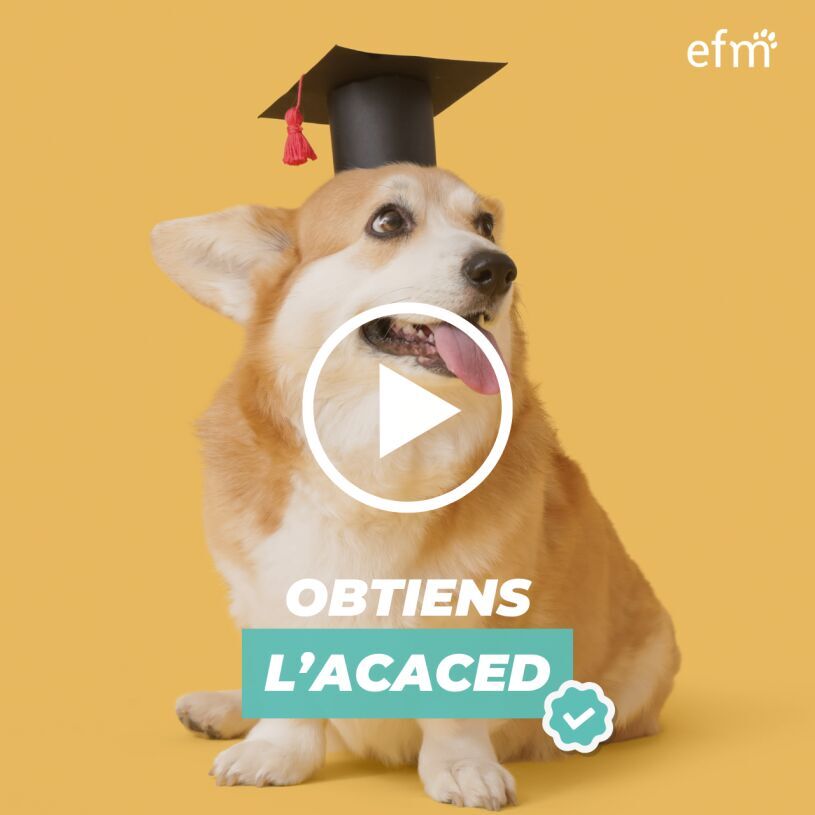 Vidéo Présentation Formation ACACED
