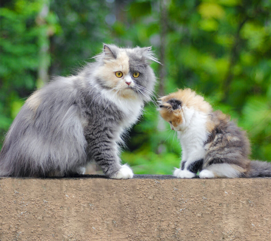 Les options de l'ACACED : chien, chat et NAC