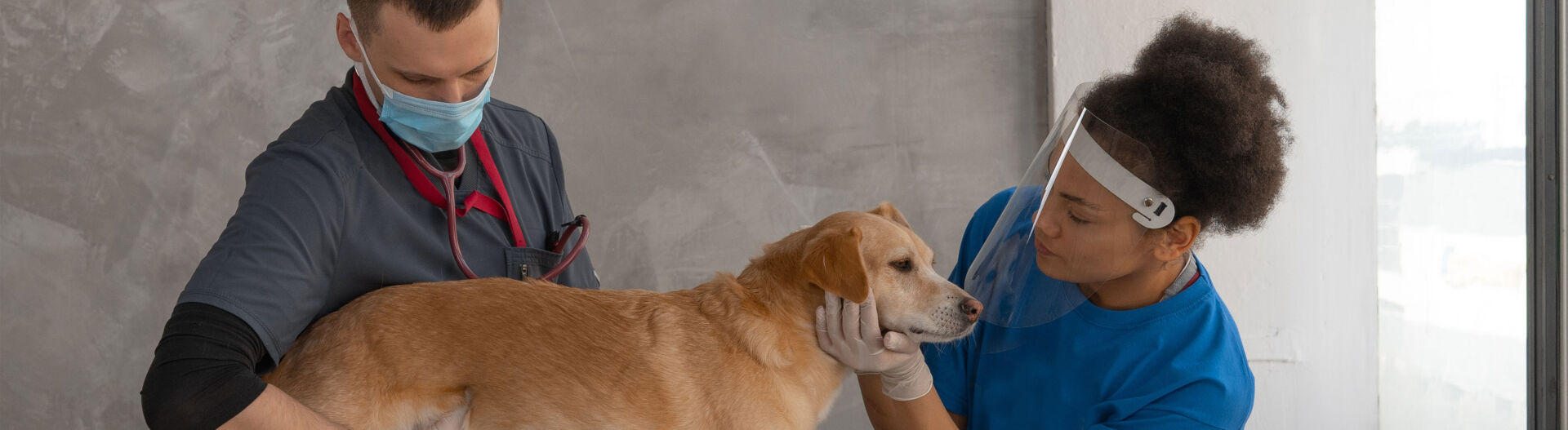 Phase 4 : Devenir Auxiliaire V�t�rinaire