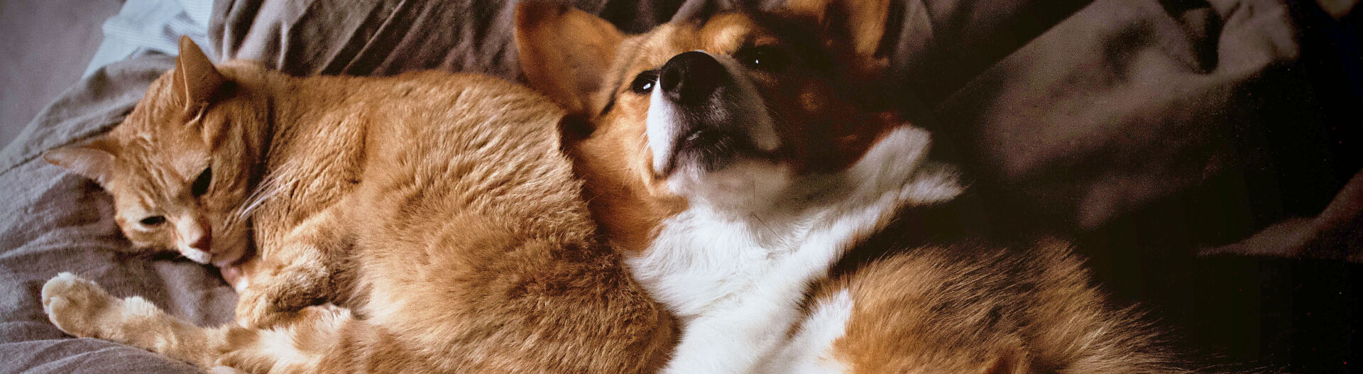 Phase 3 : �duquer & socialiser les animaux