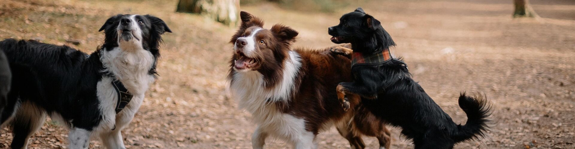 La notion du bien-�tre animal