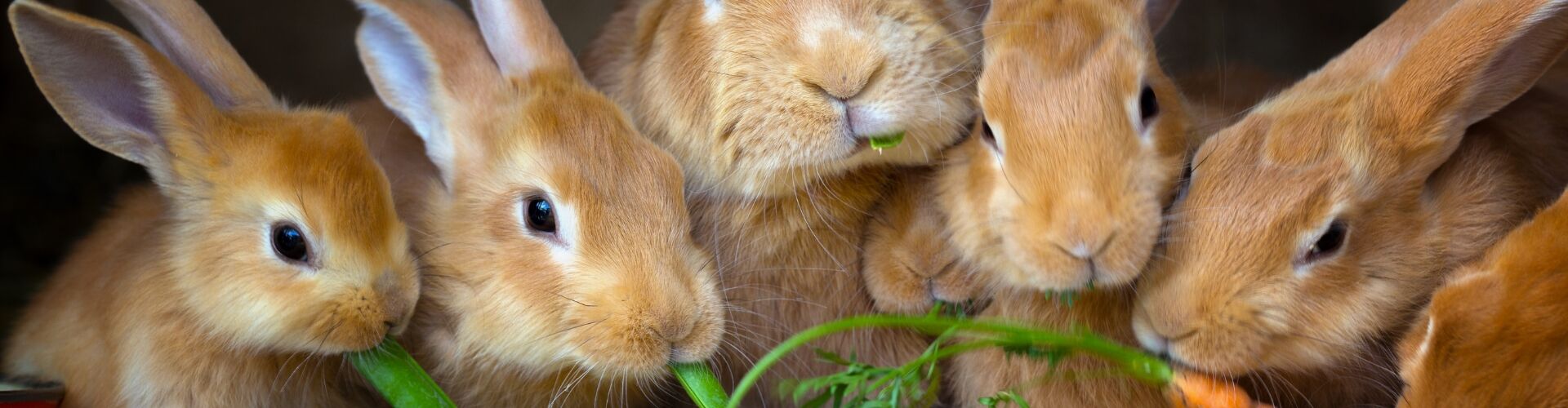 Les notions d'�thologie et de g�n�tique