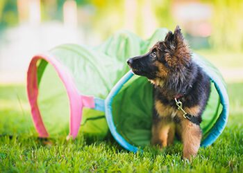 certificat d'engagement et de connaissance pour animaux domestiques