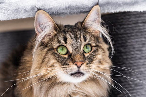 Comment devenir leveur de chats ?