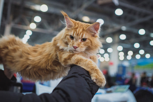 Peut-on vivre de l'levage de chats ?
