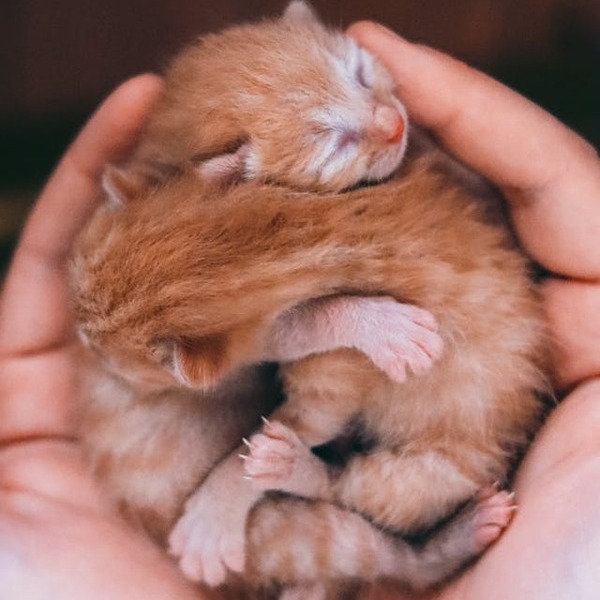 Comment crer un levage de chats ?