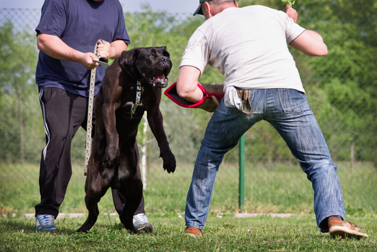 valuation comportementale chien de catgorie