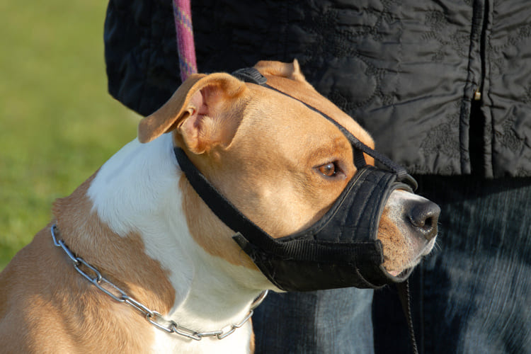 chien de dfense musel