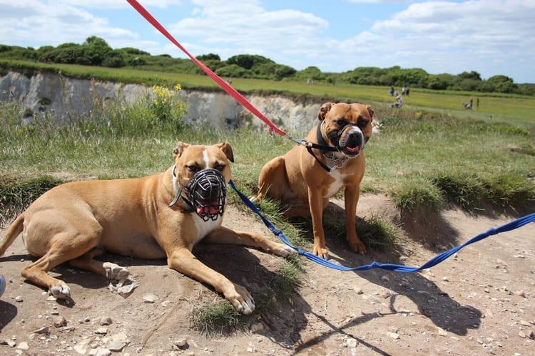 muselire chiens de catgories dans un parc