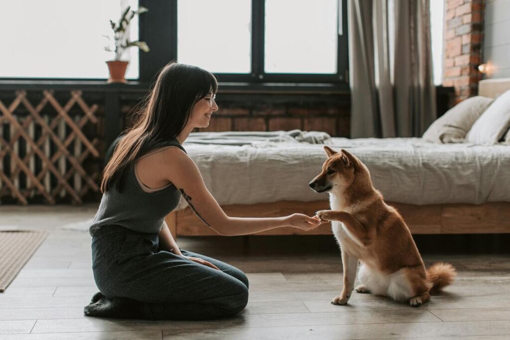 devenir comportementaliste canin