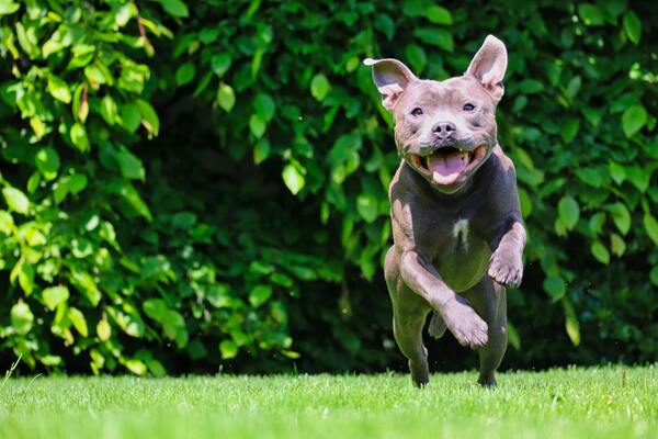 Le Staffordshire bull terrier ou staffie est parmi les chiens les plus adoptés