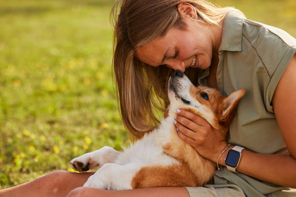 Le Corgi est un chien populaire notamment pour avoir appartenu à la Reine d'Angleterre !