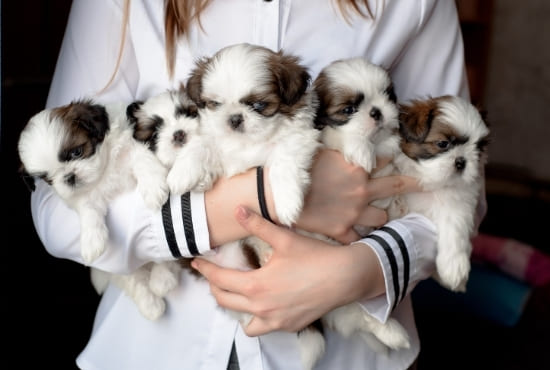 comment devenir leveur de chiens ?