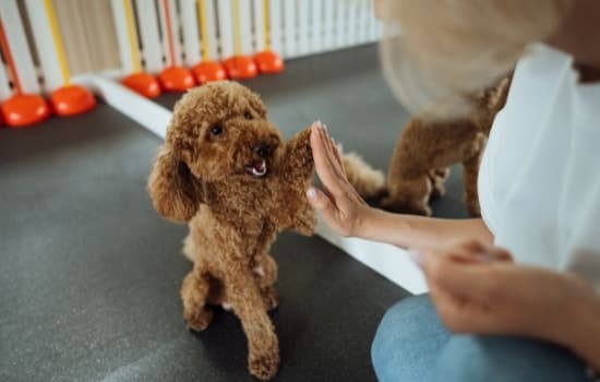 devenir ducateur canin