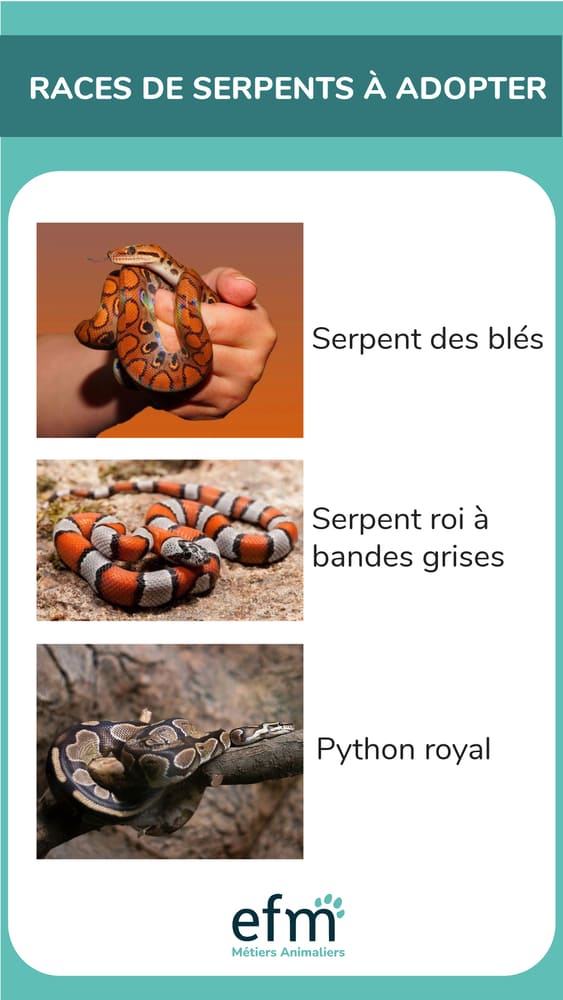 serpents domestiques