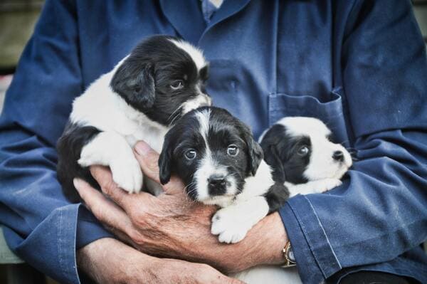 leveur canin porte de chiots
