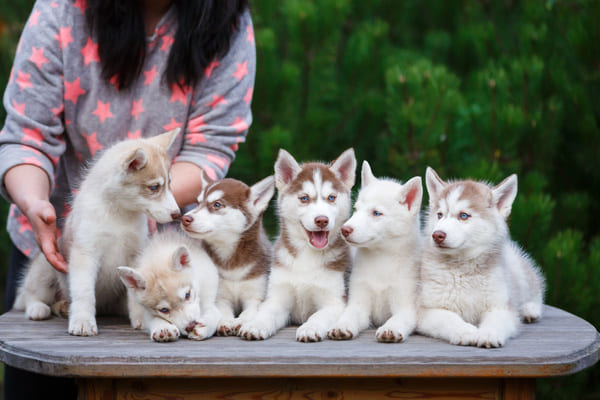 leveur canin chiots