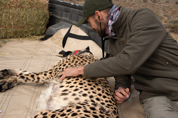 Devenir soigneur animalier